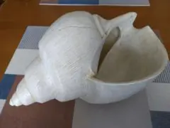 Solid Objet Shell シャコガイ(貝殻の器) レプリカ 逸品♪♪