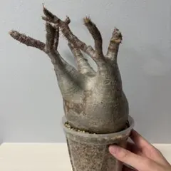 グラキリス 現地球(中株程度)かみやま陶器鉢 - メルカリ