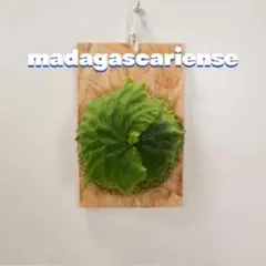 ビカクシダ madagascariense 板付 マダガスカリエンセ M-5のサムネイル