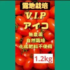 45標高450m農薬不使用露地栽培太陽のアイコミニトマト100%化学肥料不使用のサムネイル