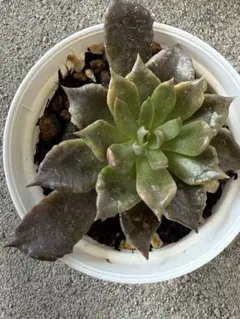 メルカリ便　ブラックマディバ錦　韓国苗 2025年最新】マディバ多肉の人気アイテム - メルカリ