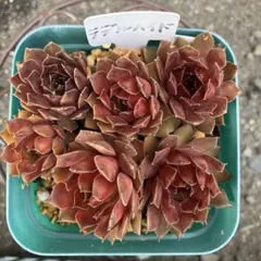 多肉植物 センペルビウム ダラス No.24【黄】 - メルカリ