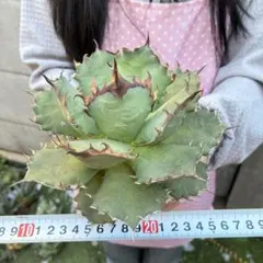 アガベ チタノタ 牡丹厳竜 大株 強棘 肉厚葉 極上美株