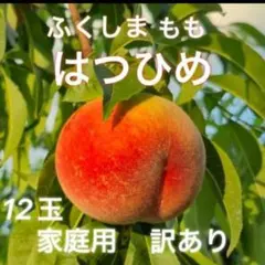 福島県産 桃 はつひめ 12玉（ご家庭用・訳あり）極早生 産地直送の旬の味のサムネイル