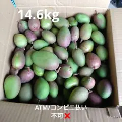 セール目玉品【20Kg 】青マンゴー（摘果マンゴー）沖縄産 GreenMango
