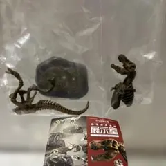 恐竜全身骨格展示室 ティラノサウルス 化石カラー