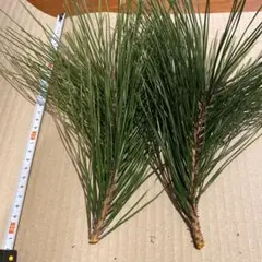 Item thumbnail for item 5bd67753-59b8-458e-ae31-2fdb900ac9b7