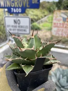 2025年最新】アガベ チタノタ ノーネームの人気アイテム - メルカリ