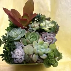 多肉植物　カット苗詰め合わせ
