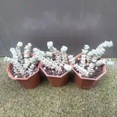 多肉植物 数珠星錦ファンタジー1ポット6本カット苗のサムネイル