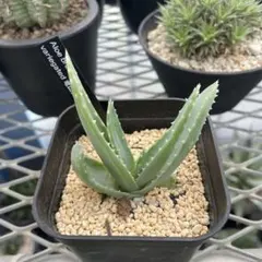 2025年最新】kamiさん苗の人気アイテム - メルカリ