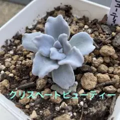 多肉植物❤️クリスペートビューティー4センチのサムネイル