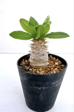 ひよこ様専用❣️Begonia incisa ベゴニア インキサ❣️斑入り 原種
