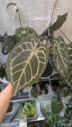 2026年最新】anthurium kosの人気アイテム - メルカリ