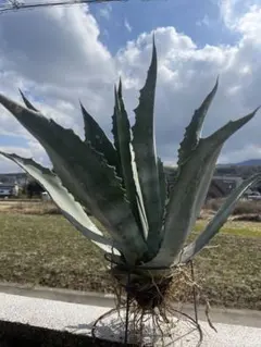 2026年最新】リュウゼツランの人気アイテム - メルカリ