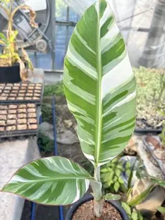 2025年最新】班入りバナナの人気アイテム - メルカリ