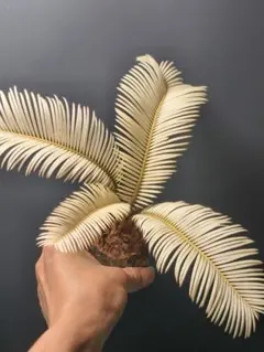 2025年最新】ソテツ 大株の人気アイテム - メルカリ