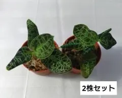 2026年最新】ジュエルオーキッドの人気アイテム - メルカリ