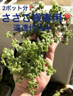 多肉植物 ブロウメアナ 2ポット分 抜き苗❣️