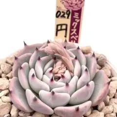 2026年最新】ミックスベリアの人気アイテム - メルカリ