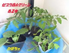 訳ありキャロライナリーパー ポット苗 3本 栽培期間中農薬不使用
