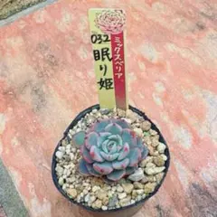 ミックスベリア おらいさん苗 カット苗 多肉植物 - メルカリ