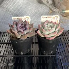 2026年最新】ファームパルクの人気アイテム - メルカリ