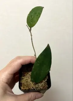 2026年最新】ホヤ観葉植物の人気アイテム - メルカリ