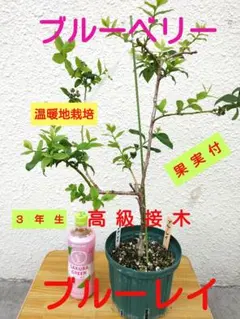 ブルーベリー ピンクレモネード 実付き 大苗 6号鉢 現品発送 苗