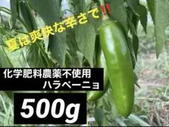 爽快な辛さ‼️ 本場メキシコの味‼️ ハラペーニョ　500gのサムネイル