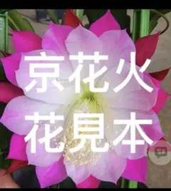 2026年最新】孔雀サボテンの人気アイテム - メルカリ