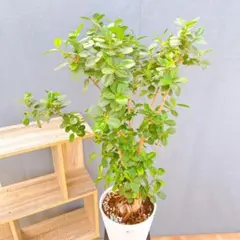 2025年最新】パンダガジュマル斑入りの人気アイテム - メルカリ