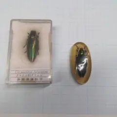 渡*辺様 36匹の緑色光沢昆虫標本 ヤマトタマムシ 装飾 2026年最新】ヤマトタマムシ 標本の人気アイテム - メルカリ