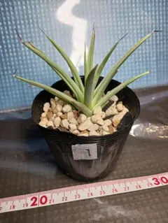 2026年最新】アガベ 吹上の人気アイテム - メルカリ