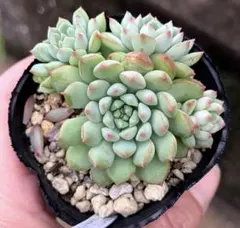 多肉植物抜き苗♡リンダリンダ♡ - メルカリ