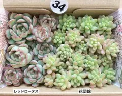 34 多肉植物　多肉弁当　詰め合わせ　寄せ植え　セット　カット苗　花団錦のサムネイル
