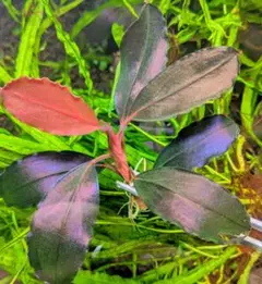 ブセファランドラ　Dracula Bucephalandra sp. Dracula - メルカリ