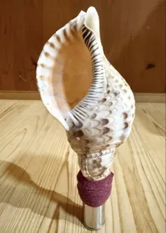 アンティーク ほら貝 貝殻 インテリア 2026年最新】ほら貝 貝殻の人気アイテム - メルカリ