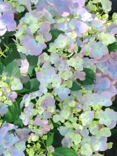 2026年最新】あじさいの人気アイテム - メルカリ