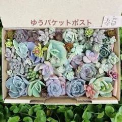 ✾ 45多肉植物　エケベリア　セダム　寄せ植えセット　詰め合わせ　カット苗