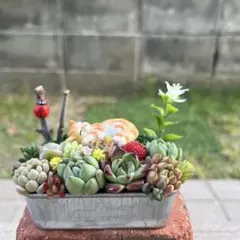 そのまま飾れる多肉植物寄せ植え　A カップ&ミニセット　管理書付き そのまま飾れる多肉植物寄せ植え カップ&ミニセット 管理書付き - メルカリ