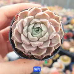 2026年最新】エケベリアムラサキの人気アイテム - メルカリ