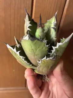 メリー様 リクエスト 2点 まとめ商品