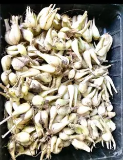 らっきょう【2年もの】約2kg　兵庫県産　鷹の爪付き【b】のサムネイル
