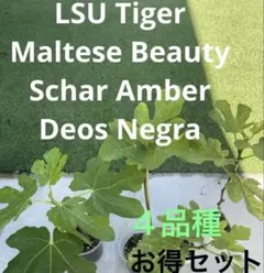 2025年最新】イチジク lsu tigerの人気アイテム - メルカリ