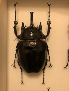特大エレファスゾウカブト標本 標本☆コスタリカ産☆エレファスゾウカブトssp♂116mm