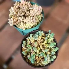 多肉植物 セダム マジョール 25カット - メルカリ