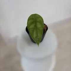 さとう様 リクエスト 2点 まとめ商品