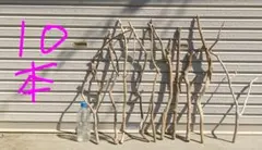 Item thumbnail for item 8809c77b-68b5-43fa-90b0-3597fdc0f27b