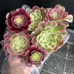 カット苗セット 5種7苗 アエオニウム - メルカリ